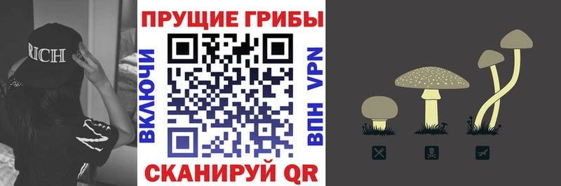 Галлюциногенные грибы Psilocybe  даркнет сайт  Талица 